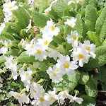 Le Néblon Insolite Ouffet