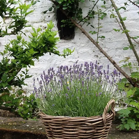 Vakantiehuis Le Neblon Insolite