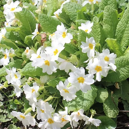 Le Neblon Insolite Ouffet